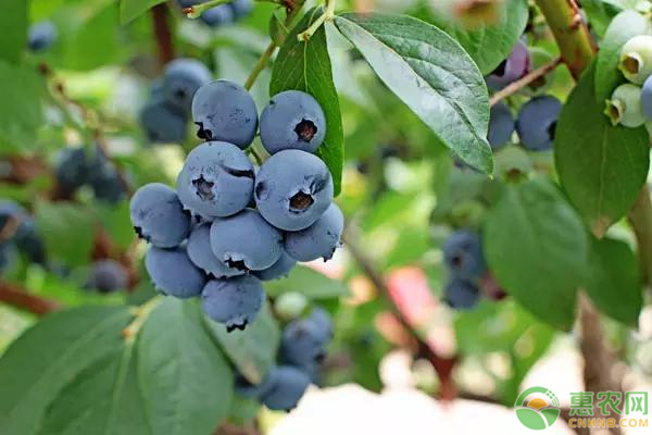 藍莓種植的方法技巧-圖片版權歸惠農(nóng)網(wǎng)所有