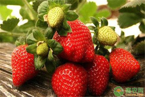 2020年草莓价格多少钱一斤？影响草莓价格因素分析