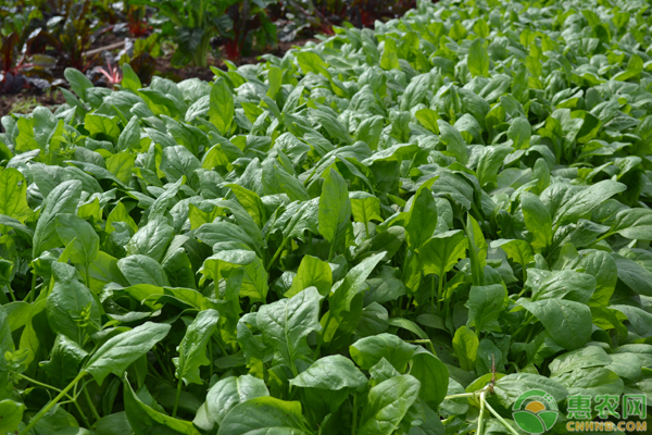 菠菜春季种植管理要点-图片版权归惠农网所有