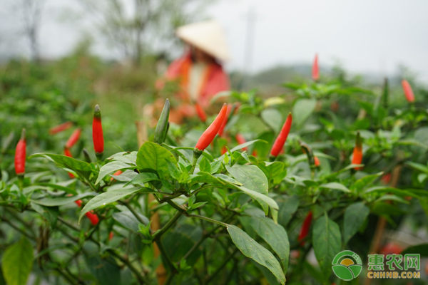 辣椒高产种植技术详解-图片版权归惠农网所有