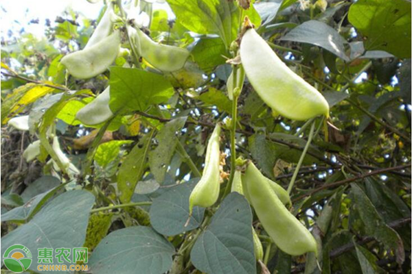 扁豆淡褐斑病如何防治？-圖片版權(quán)歸惠農(nóng)網(wǎng)所有