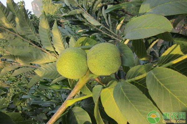 山核桃高產(chǎn)種植管理技術(shù)-圖片版權(quán)歸惠農(nóng)網(wǎng)所有