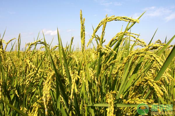 稻谷高产种植技术-图片版权归惠农网所有