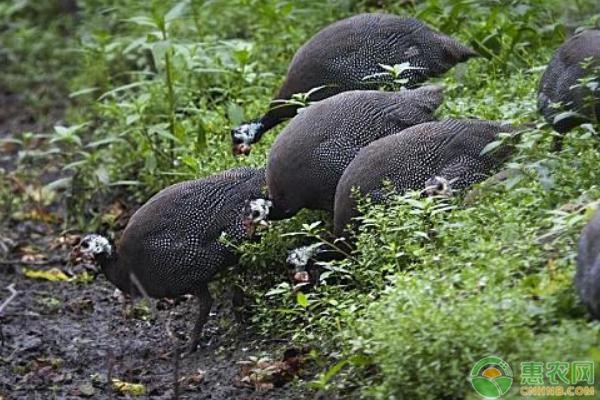农村养什么品种的鸡好?这6种好卖又赚钱!