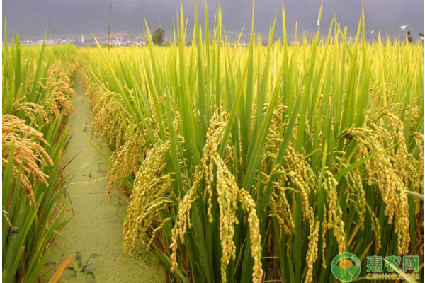稻谷高产种植技术-图片版权归惠农网所有