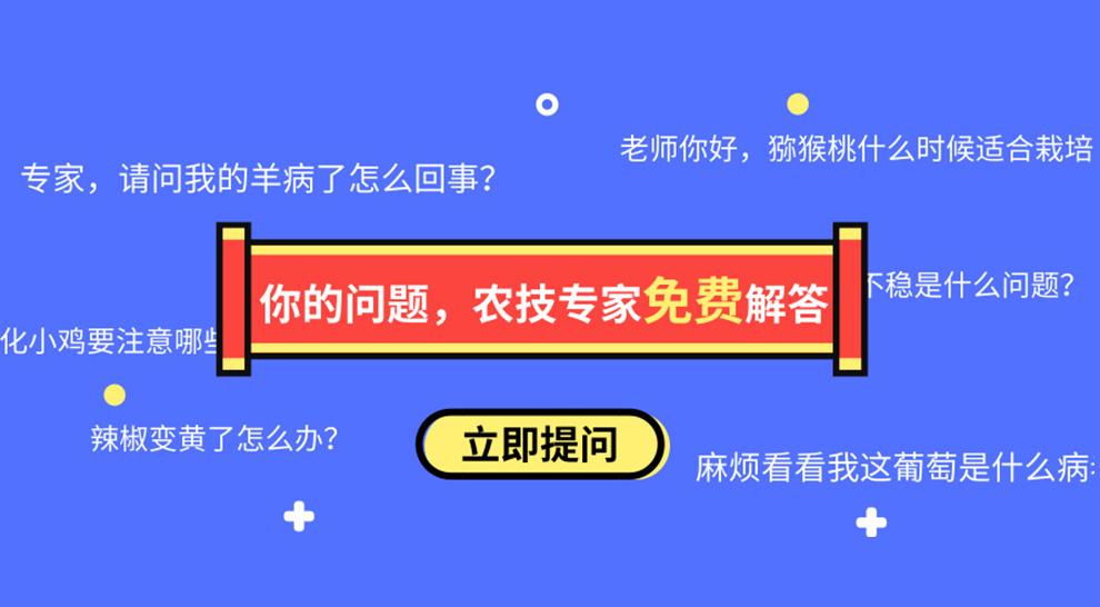 黑山羊该怎样育肥？黑山羊的育肥方法介绍-图片版权归惠农网所有