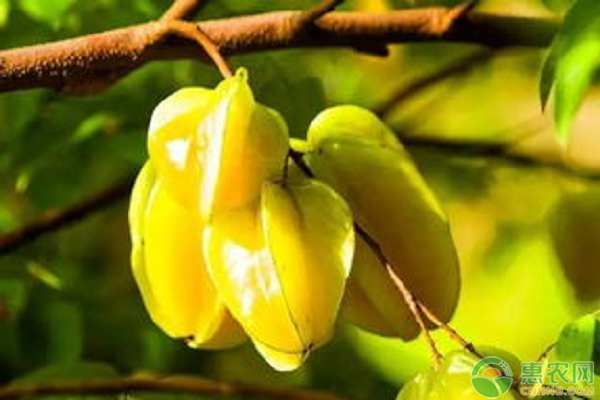 楊桃高產(chǎn)種植技術(shù)-圖片版權(quán)歸惠農(nóng)網(wǎng)所有
