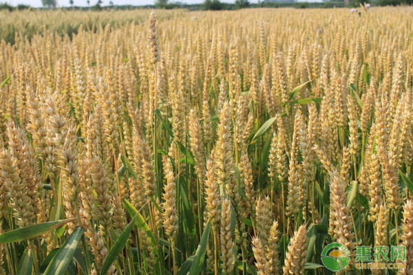 四月小麥種植管理要點-圖片版權(quán)歸惠農(nóng)網(wǎng)所有