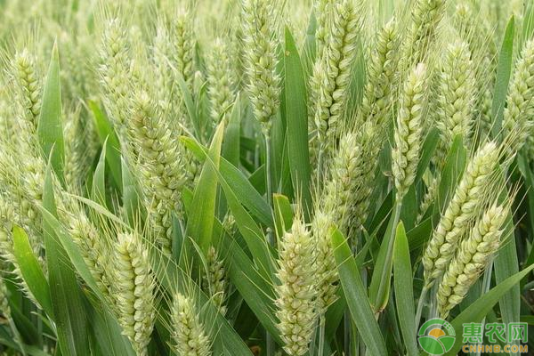 四月小麥種植管理要點-圖片版權(quán)歸惠農(nóng)網(wǎng)所有