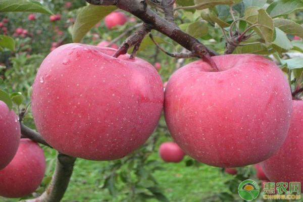 蘋(píng)果豐產(chǎn)栽培技術(shù)-圖片版權(quán)歸惠農(nóng)網(wǎng)所有