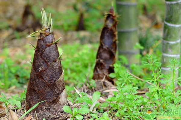 竹子人工種植方法	-圖片版權(quán)歸惠農(nóng)網(wǎng)所有