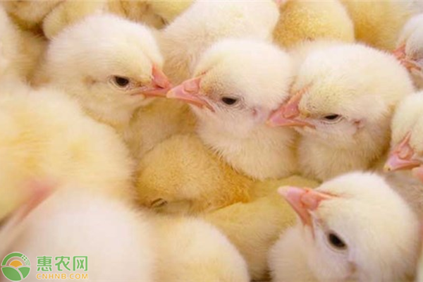 鸡苗怎么养？鸡苗疾病如何防治？-图片版权归惠农网所有