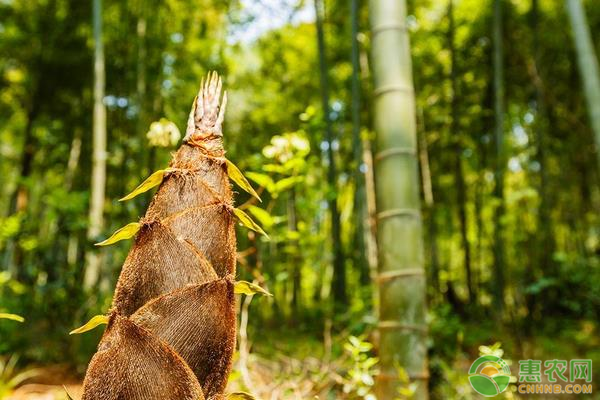 竹子人工種植方法	-圖片版權(quán)歸惠農(nóng)網(wǎng)所有