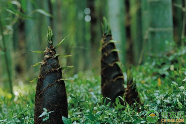 竹子人工種植方法	-圖片版權(quán)歸惠農(nóng)網(wǎng)所有