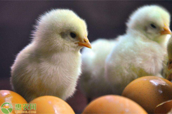 鸡苗怎么养？鸡苗疾病如何防治？-图片版权归惠农网所有