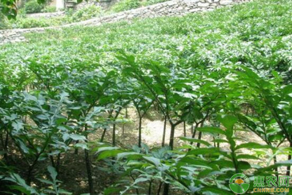春季魔芋種植技術(shù)和方法-圖片版權(quán)歸惠農(nóng)網(wǎng)所有