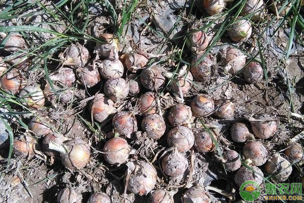 洋蔥紫斑病的癥狀和防治方法-圖片版權(quán)歸惠農(nóng)網(wǎng)所有