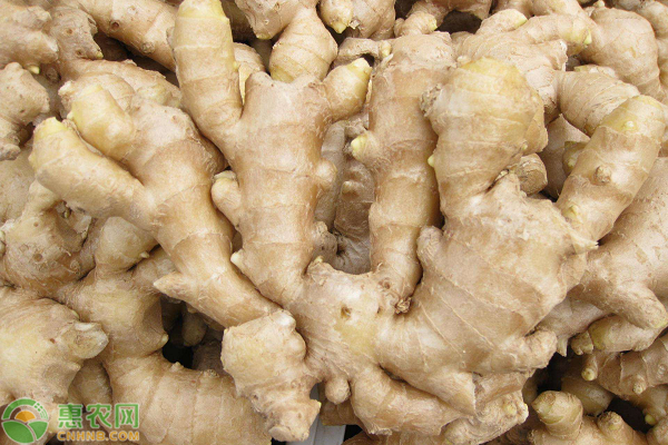 如何種植生姜能提高產(chǎn)量和品質(zhì)？-圖片版權(quán)歸惠農(nóng)網(wǎng)所有