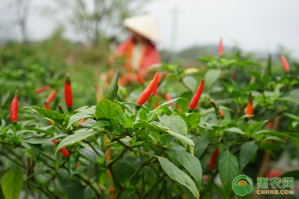 辣椒落花落果原因及防治措施-圖片版權(quán)歸惠農(nóng)網(wǎng)所有
