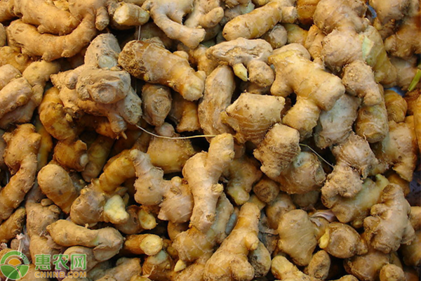 如何種植生姜能提高產(chǎn)量和品質(zhì)？-圖片版權(quán)歸惠農(nóng)網(wǎng)所有