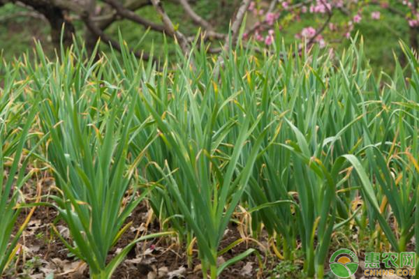 大蒜高产种植技术，农户朋友一定要掌握！-图片版权归惠农网所有