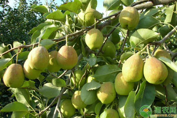 梨子豐產(chǎn)栽培技術(shù)要點(diǎn)-圖片版權(quán)歸惠農(nóng)網(wǎng)所有