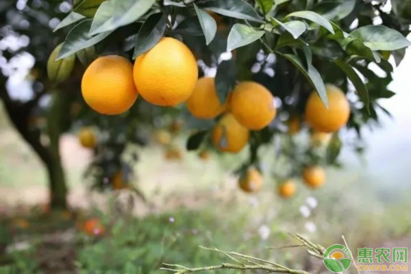 脐橙保花保果技术介绍 -图片版权归惠农网所有