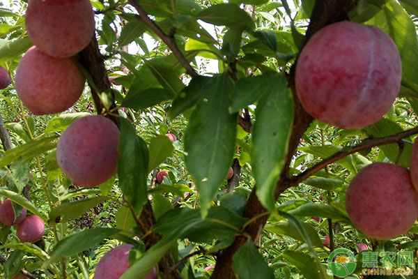 李子保果技術(shù)，如何提高李子果實(shí)產(chǎn)量？-圖片版權(quán)歸惠農(nóng)網(wǎng)所有