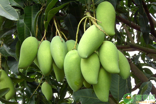 芒果修剪枝條技術(shù)介紹-圖片版權(quán)歸惠農(nóng)網(wǎng)所有