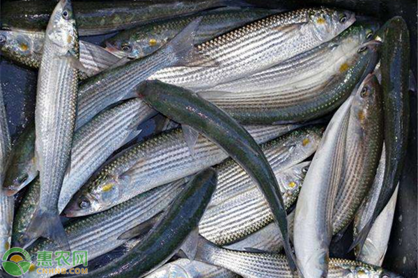 鲻鱼市场价格多少钱一斤？鲻鱼养殖利润及前景怎么样？