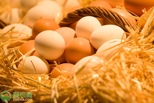 美国鸡蛋涨价200%！美国鸡蛋价格上涨原因分析