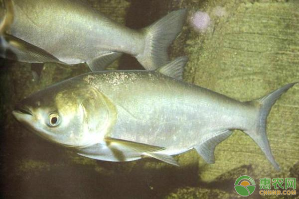 鰱魚(yú)苗人工繁殖技術(shù)-圖片版權(quán)歸惠農(nóng)網(wǎng)所有
