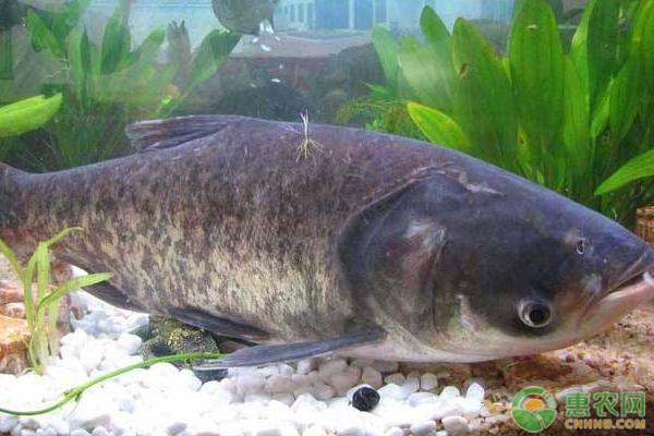 鰱魚(yú)苗人工繁殖技術(shù)-圖片版權(quán)歸惠農(nóng)網(wǎng)所有