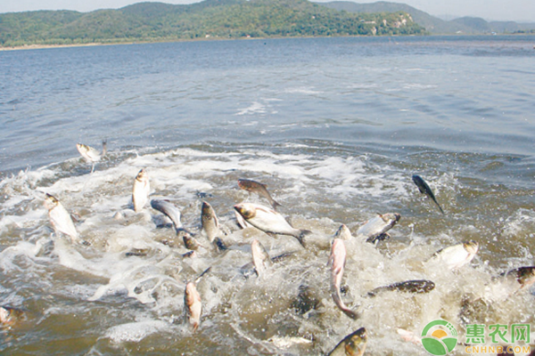 鰱魚(yú)苗人工繁殖技術(shù)-圖片版權(quán)歸惠農(nóng)網(wǎng)所有