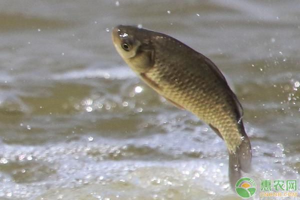 鯽魚(yú)苗怎么繁殖出來(lái)的？鯽魚(yú)人工育苗技術(shù)-圖片版權(quán)歸惠農(nóng)網(wǎng)所有