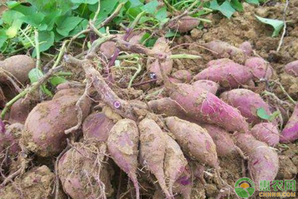 紫薯种植亩产多少斤？紫薯高产种植要点-图片版权归惠农网所有