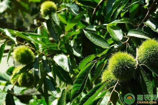 板栗常见病虫害症状、发病原因及防治方法-图片版权归惠农网所有