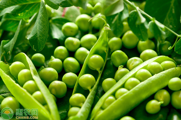 豌豆種植季節(jié)和方法-圖片版權(quán)歸惠農(nóng)網(wǎng)所有