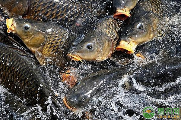 鯉魚養(yǎng)殖密度是怎樣的？如何提高鯉魚養(yǎng)殖效益？-圖片版權(quán)歸惠農(nóng)網(wǎng)所有