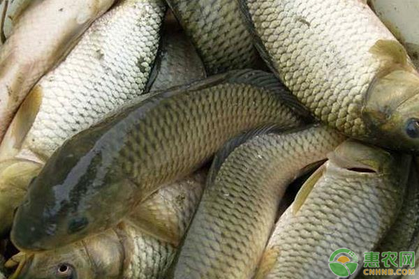 鯉魚養(yǎng)殖密度是怎樣的？如何提高鯉魚養(yǎng)殖效益？-圖片版權(quán)歸惠農(nóng)網(wǎng)所有