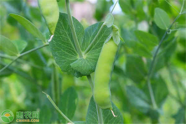 豌豆種植季節(jié)和方法-圖片版權(quán)歸惠農(nóng)網(wǎng)所有