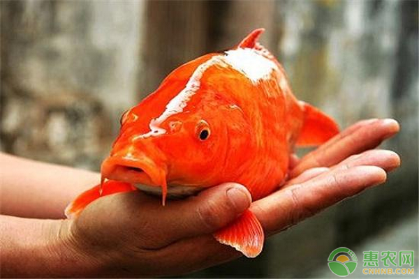 鯉魚養(yǎng)殖密度是怎樣的？如何提高鯉魚養(yǎng)殖效益？-圖片版權(quán)歸惠農(nóng)網(wǎng)所有