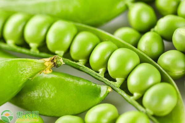 豌豆種植季節(jié)和方法-圖片版權(quán)歸惠農(nóng)網(wǎng)所有