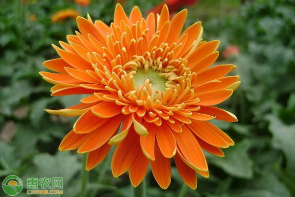 水培非洲菊的种植方法和注意事项-图片版权归惠农网所有