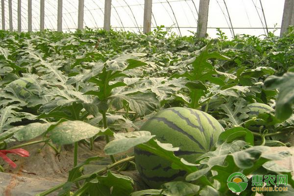 麒麟瓜產(chǎn)地哪里最好？種植麒麟瓜如何管理？-圖片版權(quán)歸惠農(nóng)網(wǎng)所有