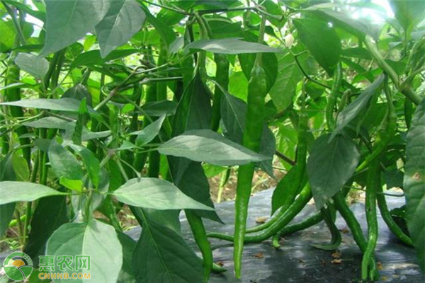 青椒高產(chǎn)種植管理技術-圖片版權歸惠農(nóng)網(wǎng)所有