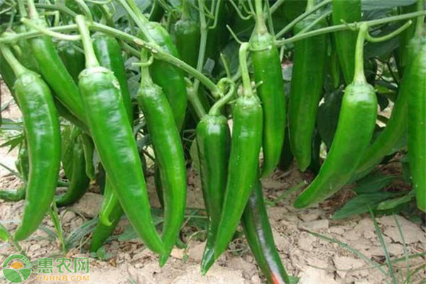 青椒高產(chǎn)種植管理技術-圖片版權歸惠農(nóng)網(wǎng)所有