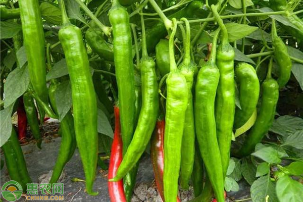 青椒高產(chǎn)種植管理技術-圖片版權歸惠農(nóng)網(wǎng)所有