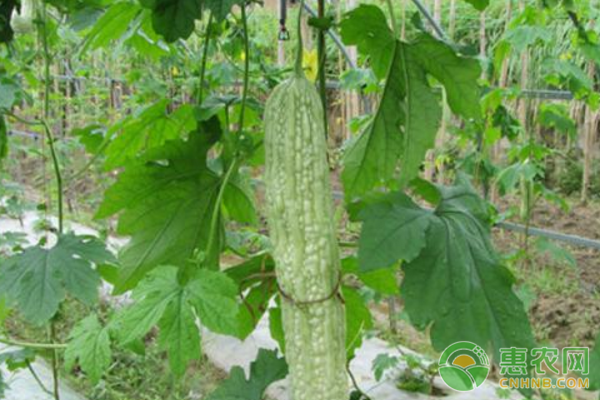 苦瓜種子怎么種？這些種植方法需掌握！-圖片版權(quán)歸惠農(nóng)網(wǎng)所有