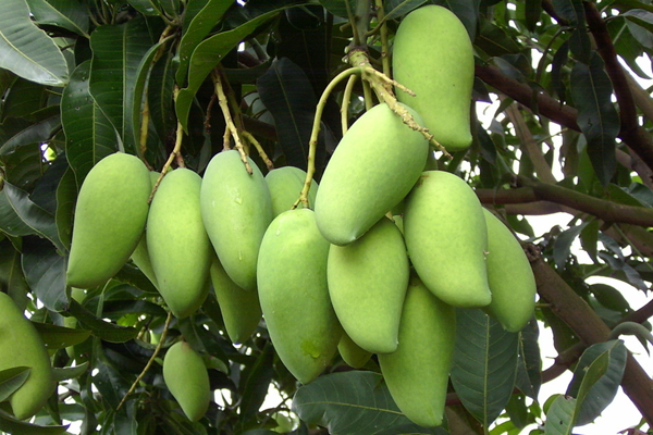 芒果如何種植才能高產(chǎn)？-圖片版權(quán)歸惠農(nóng)網(wǎng)所有
